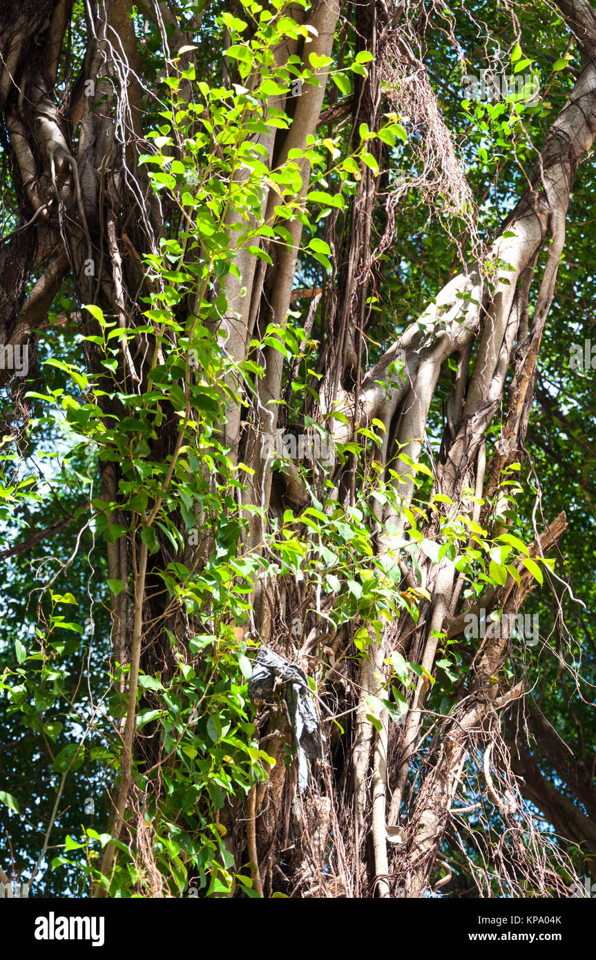Branches of banyan tree Stock Photo Alamy
