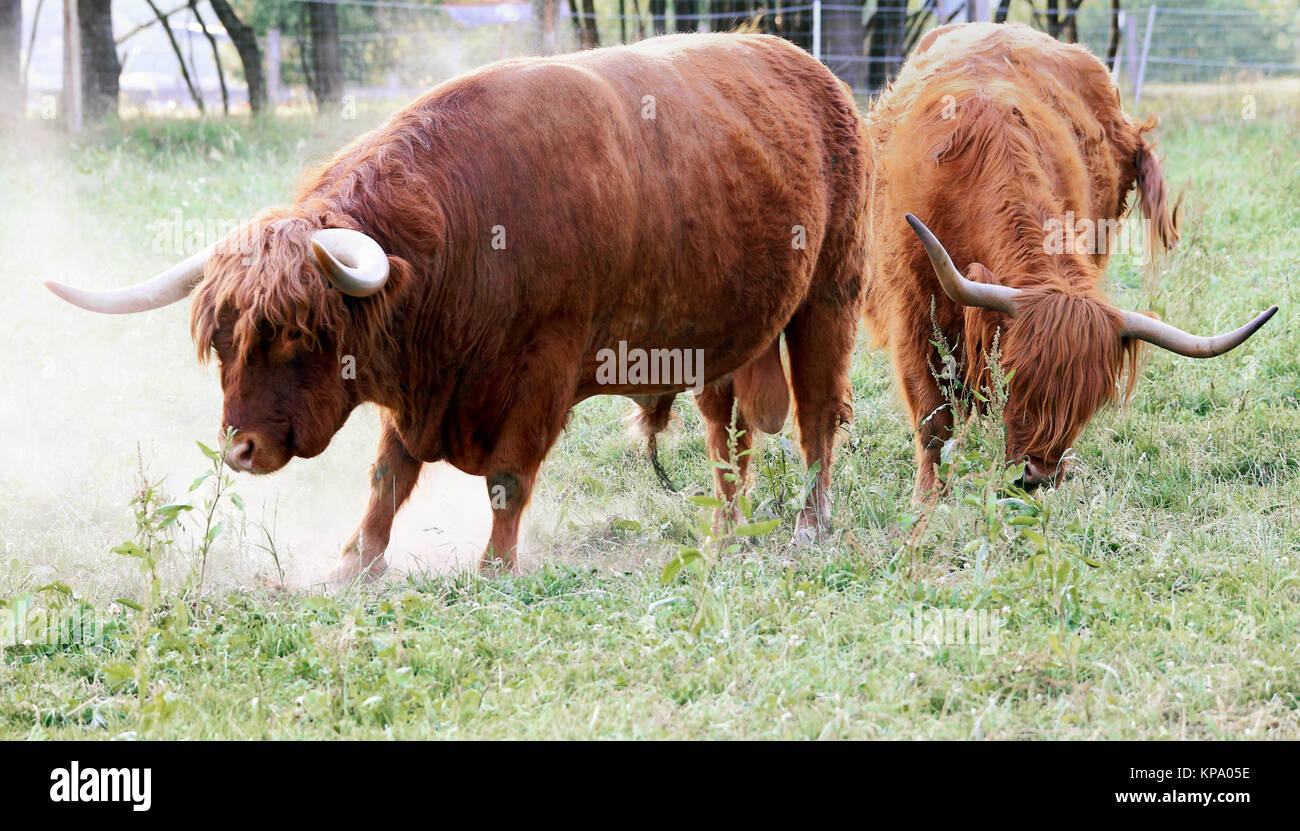 scottish highland cattle male and female Stock Photo