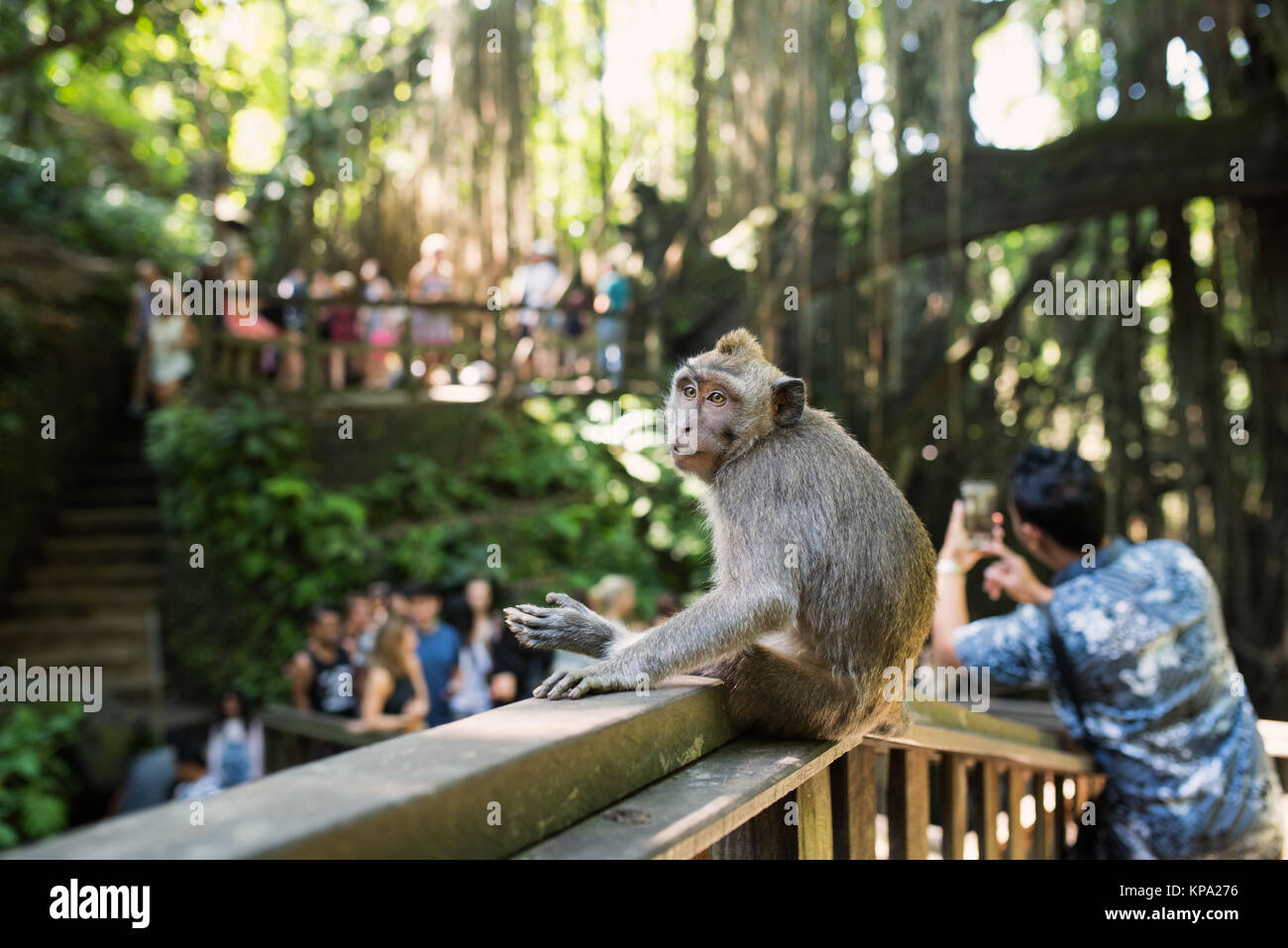 Long-tailed macaques (Macaca fascicularis) in Sacred Monkey Forest, Ubud, Indonesia Stock Photo