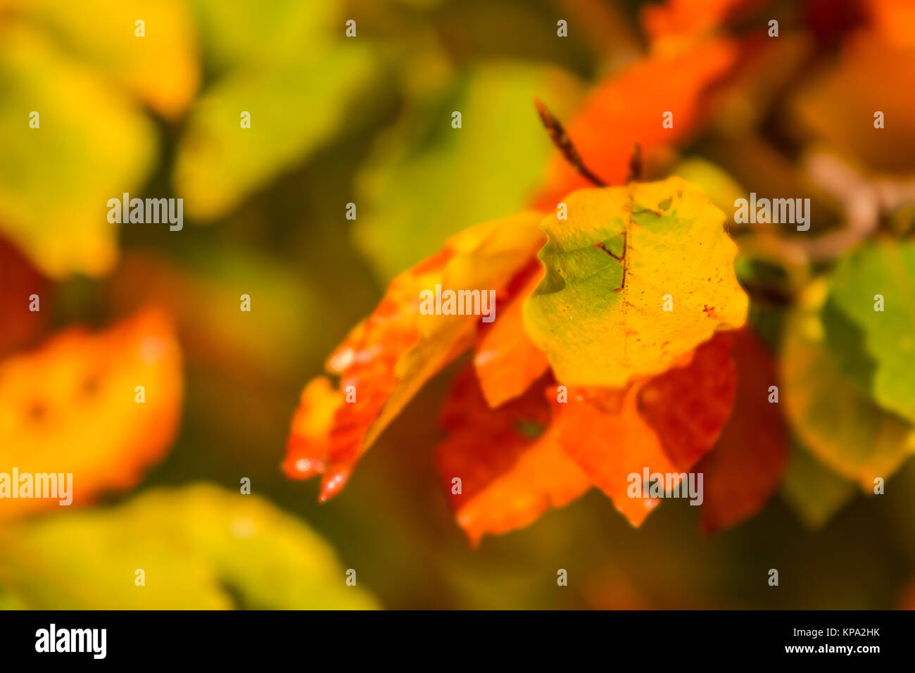 autumnal butes foliage of beech Stock Photo