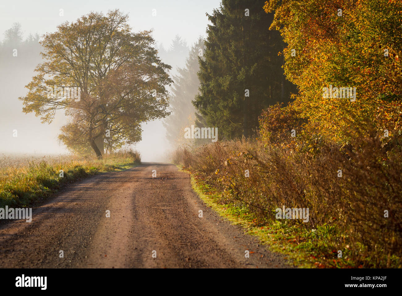forest road in resin golden autumn with fog Stock Photo