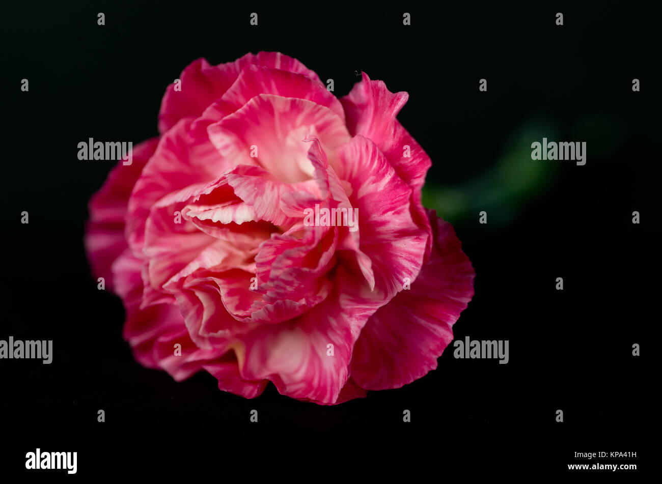 pink carnation on the black background Stock Photo - Alamy