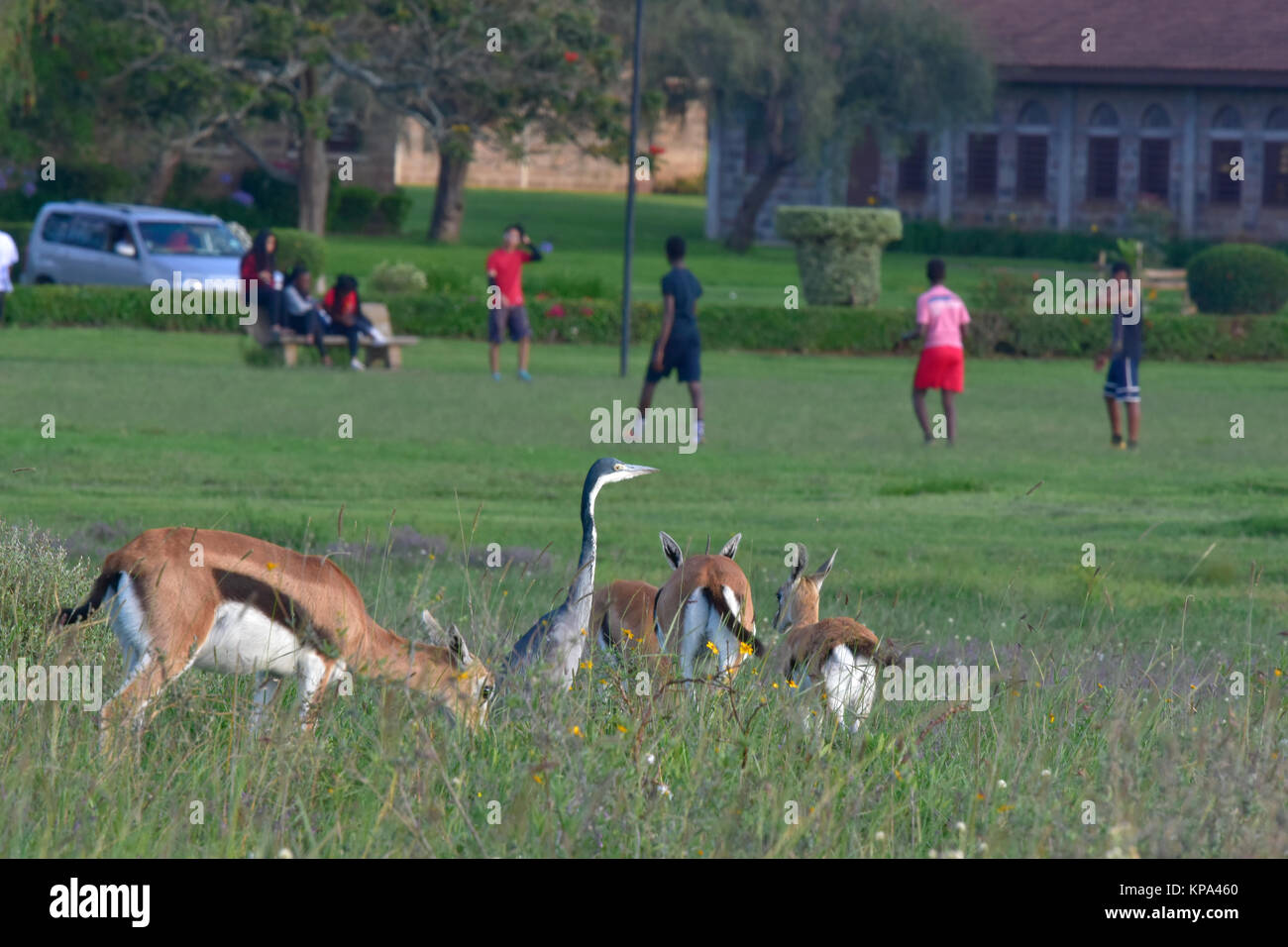 African wildlife urban wildlife hi-res stock photography and images - Alamy