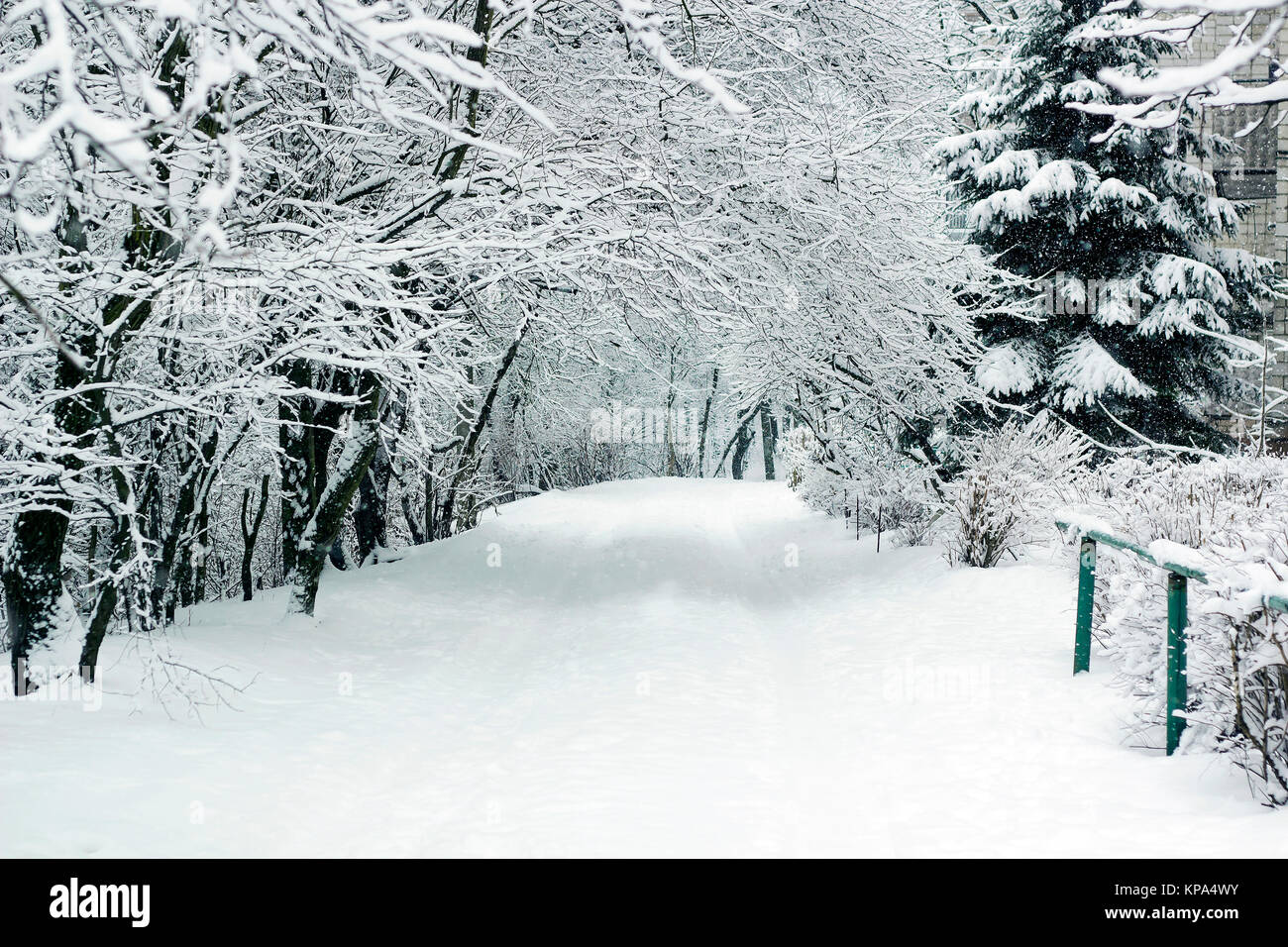 Winter landscape with trees covered with snow and road between trees in ...