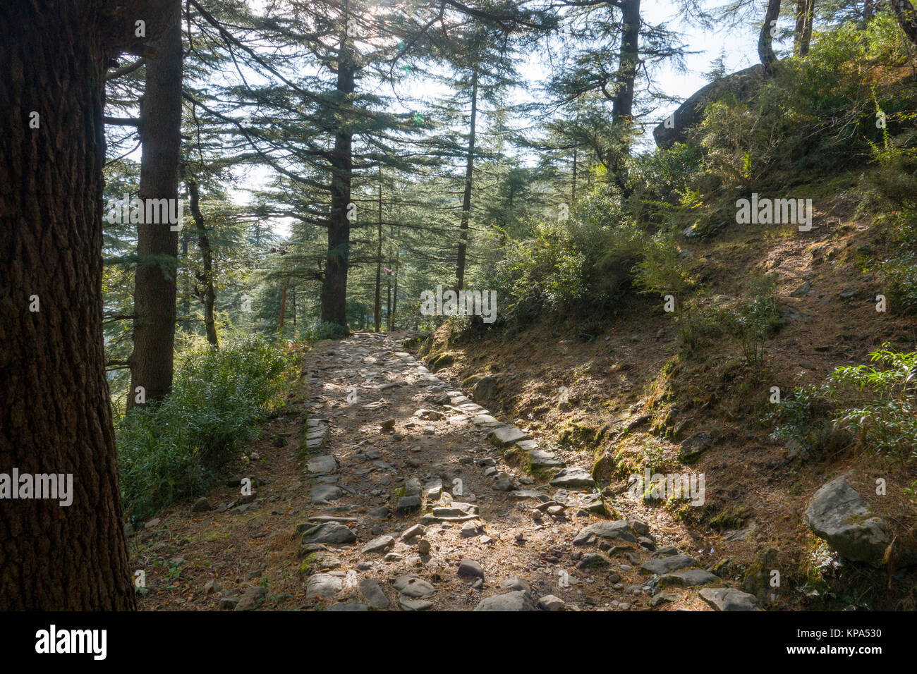 Hiking trail through forest above Dharamkot, Himachal Pradesh, India Stock Photo