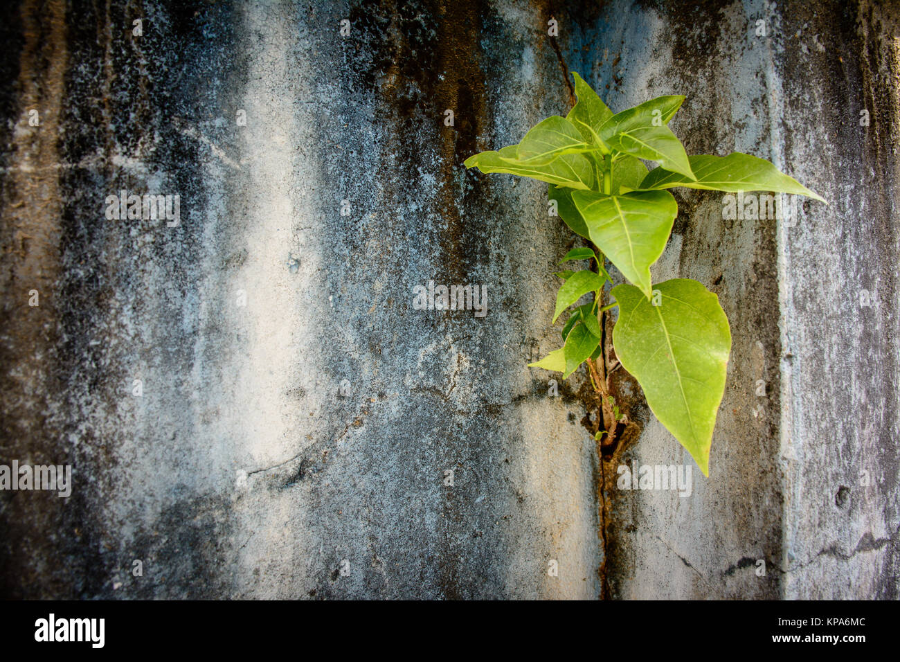 small banyan tree is growing on the wall Stock Photo