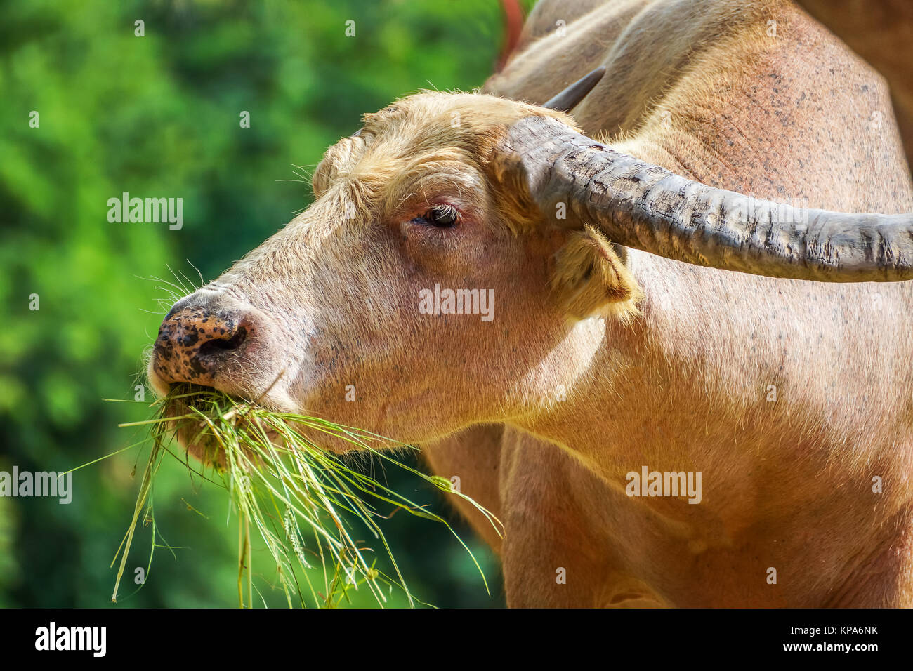 The white buffalo hi-res stock photography and images - Alamy