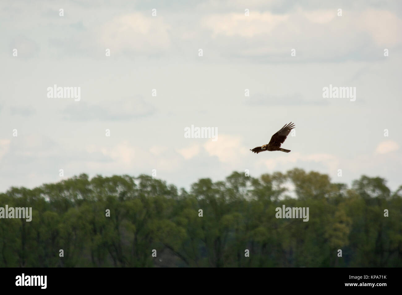 Western Marsh Harrier flying over Rietzer See (Lake Rietz), a nature reserve near the town of Brandenburg in Northeastern Germany Stock Photo