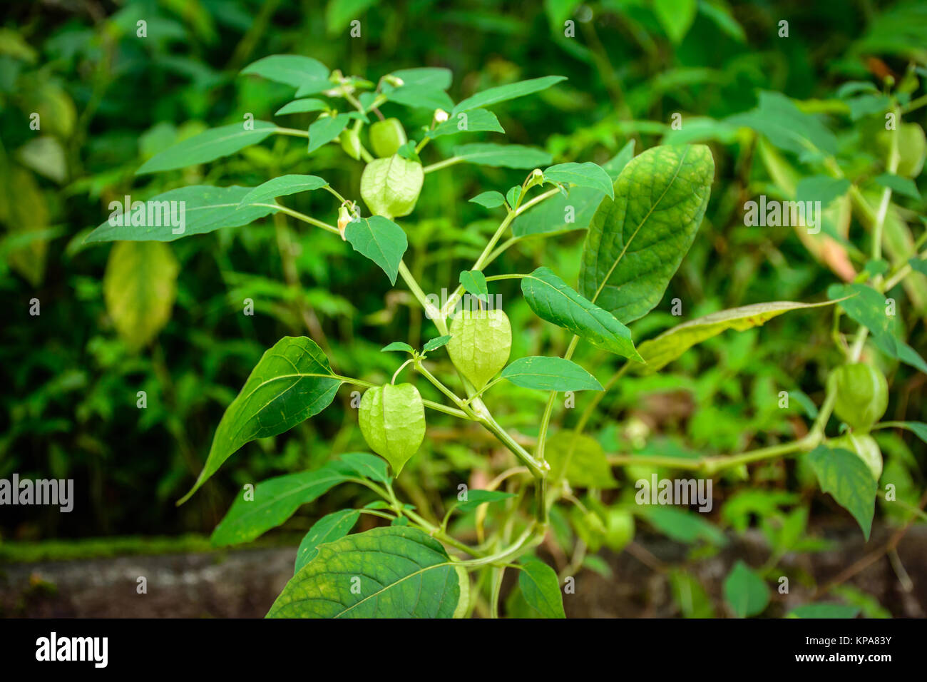 close up photo of small cape gooseberry plant, with fruits Stock Photo
