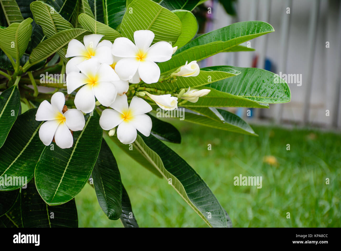 Champa flower hires stock photography and images Alamy
