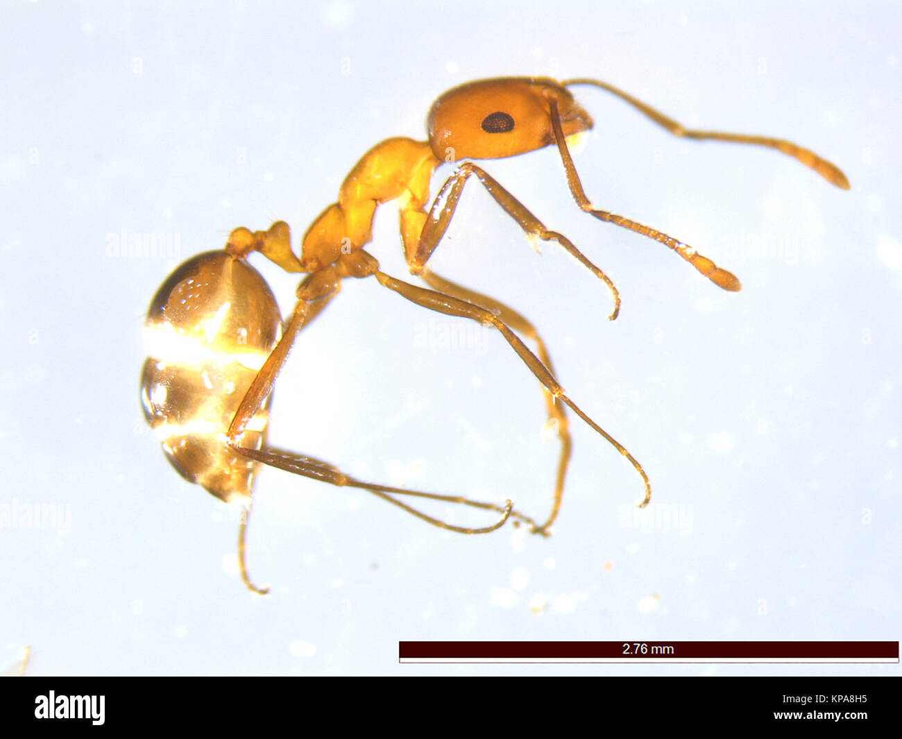 Ant photographed under a microscope. Black garden ant. Light micrograph of a black garden worker ant (Lasius niger). Worker ants are sterile, wingless Stock Photo