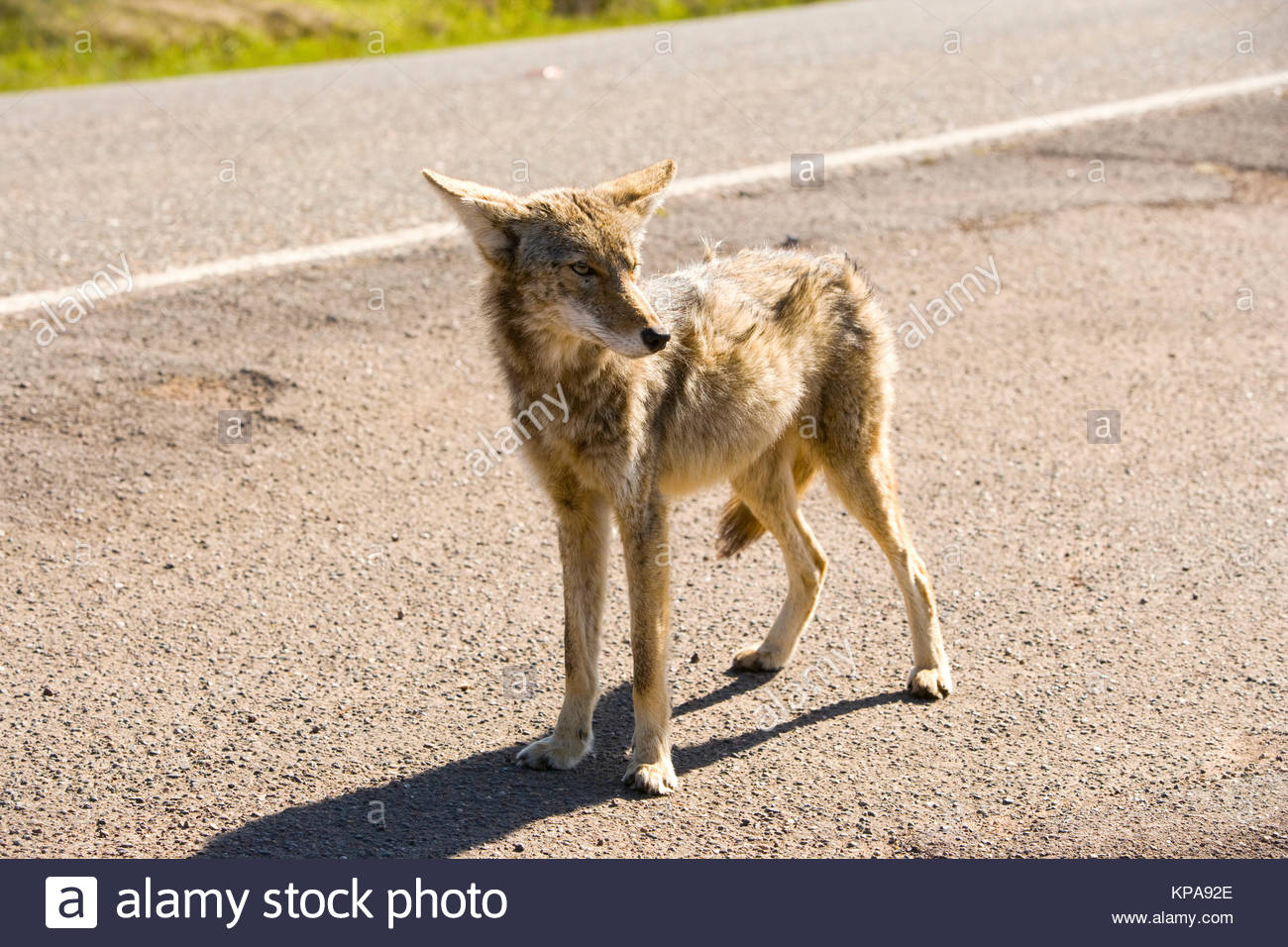 American Jackal Stock Photos & American Jackal Stock Images - Alamy