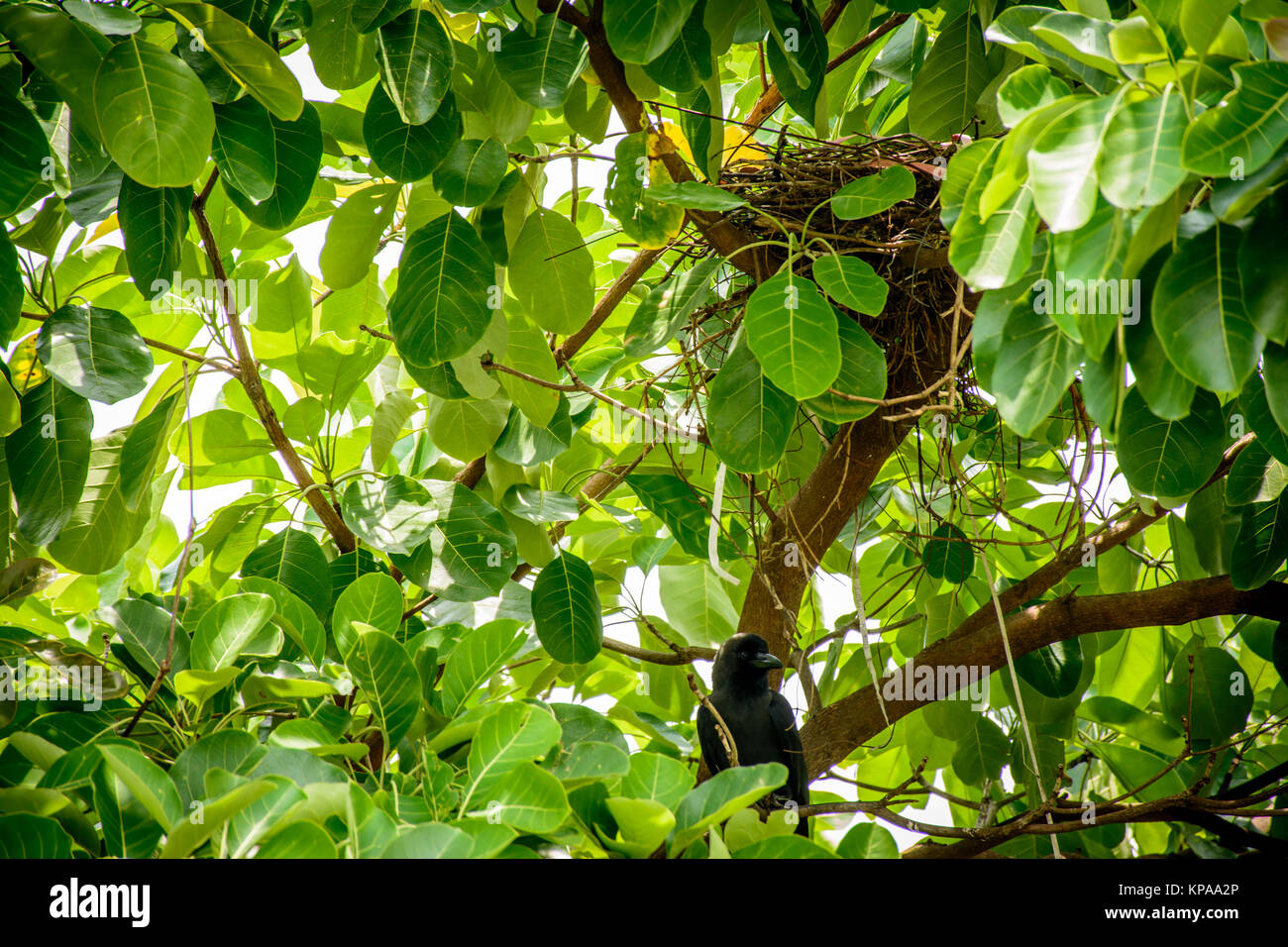 closeup photo of crow and net on the tree Stock Photo