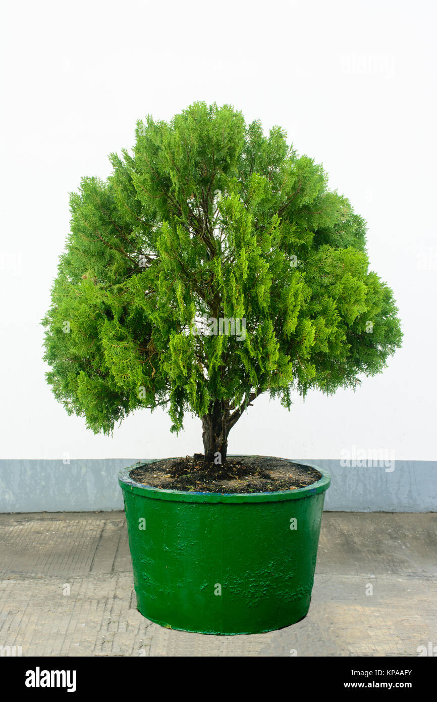 dwarf golden arborvitae, plant in front of wall Stock Photo