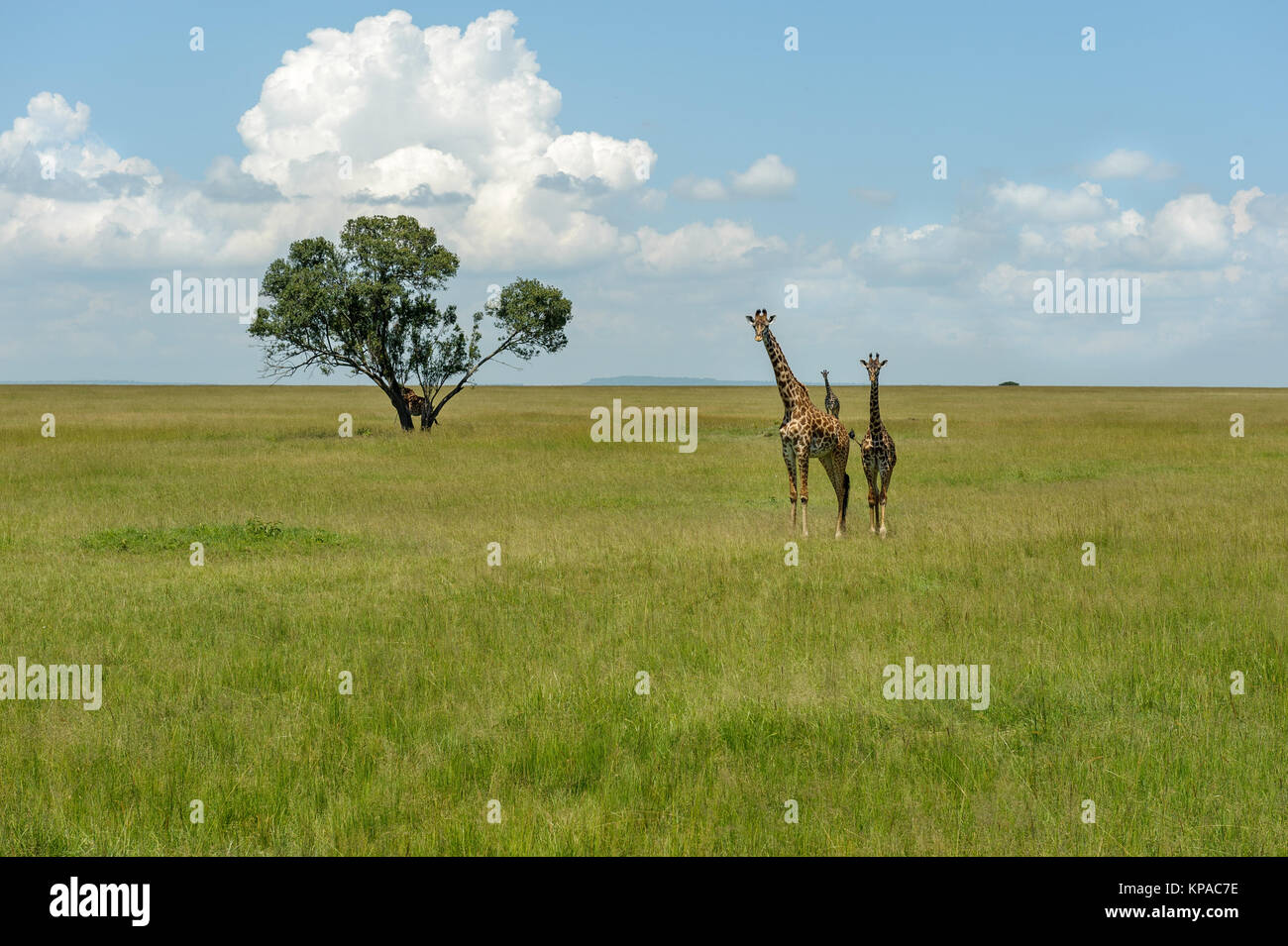 giraffe in the Masai Mara Stock Photo - Alamy