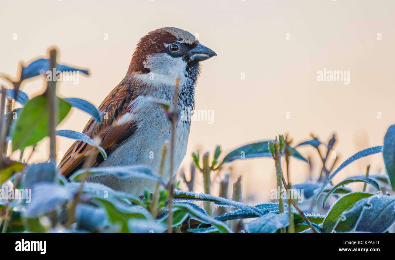 Adult Male House Sparrow (Passer Domesticus) perched on a bush with frosty leaves, at sunrise on a cold December Winter morning in West Sussex, UK. Stock Photo