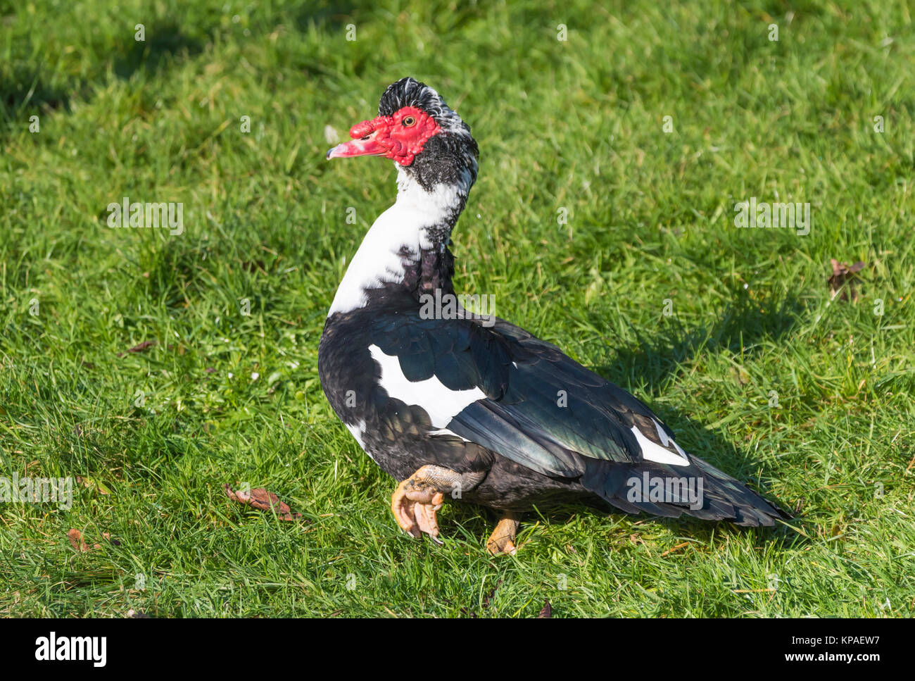 Domestocated muscovy duck hi-res stock photography and images - Alamy