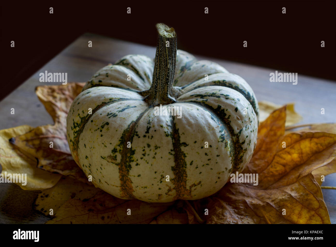 “Lil’ Pump-Ke-Mon” Pumpkin variety on yellow, dry poplar tree leaves