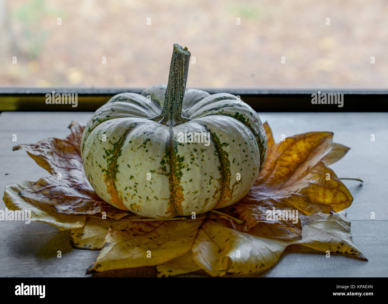 “Lil’ Pump-Ke-Mon” Pumpkin variety on yellow, dry poplar tree leaves