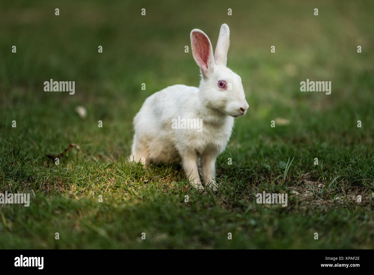 White colored bunny standing and watching Stock Photo - Alamy