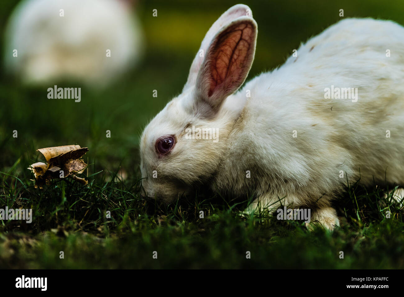White Colored Rabbit White colored rabbit watching while eating grass Stock Photo - Alamy