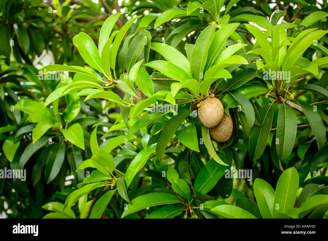 sapodilla plant with green leaf and fruits Stock Photo