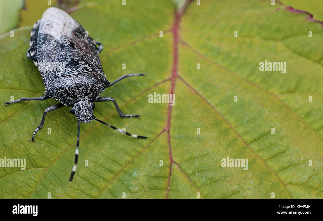 gray garden bug rhaphigaster nebulosa Stock Photo