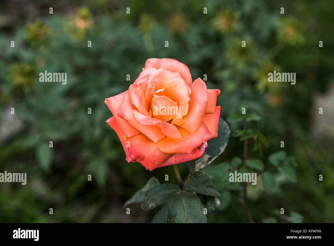 Isolated Peach rose bloomed in garden Stock Photo Alamy