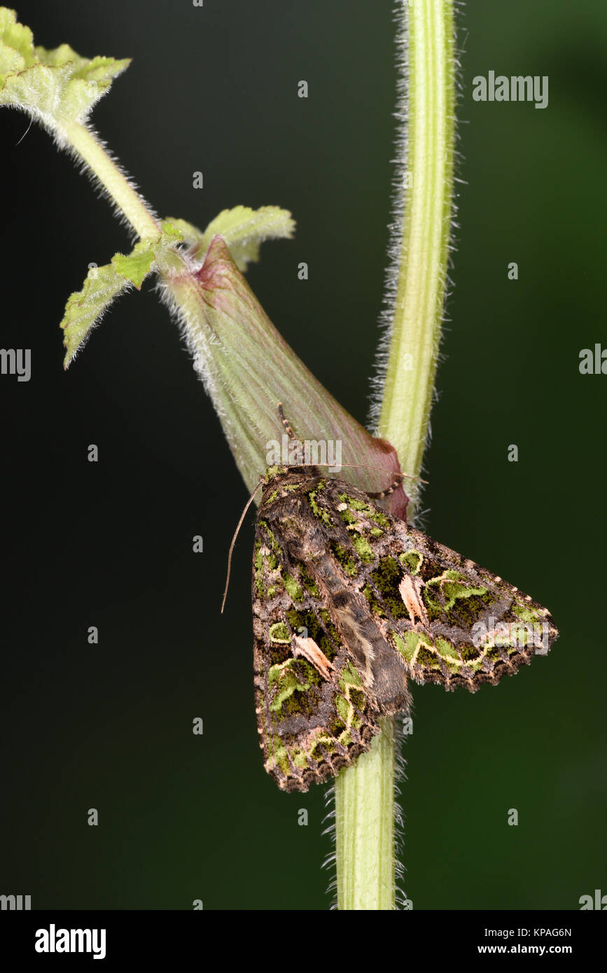 Orache Moth (Trachea atriplicis) adult at rest on stem, captive bred Stock Photo