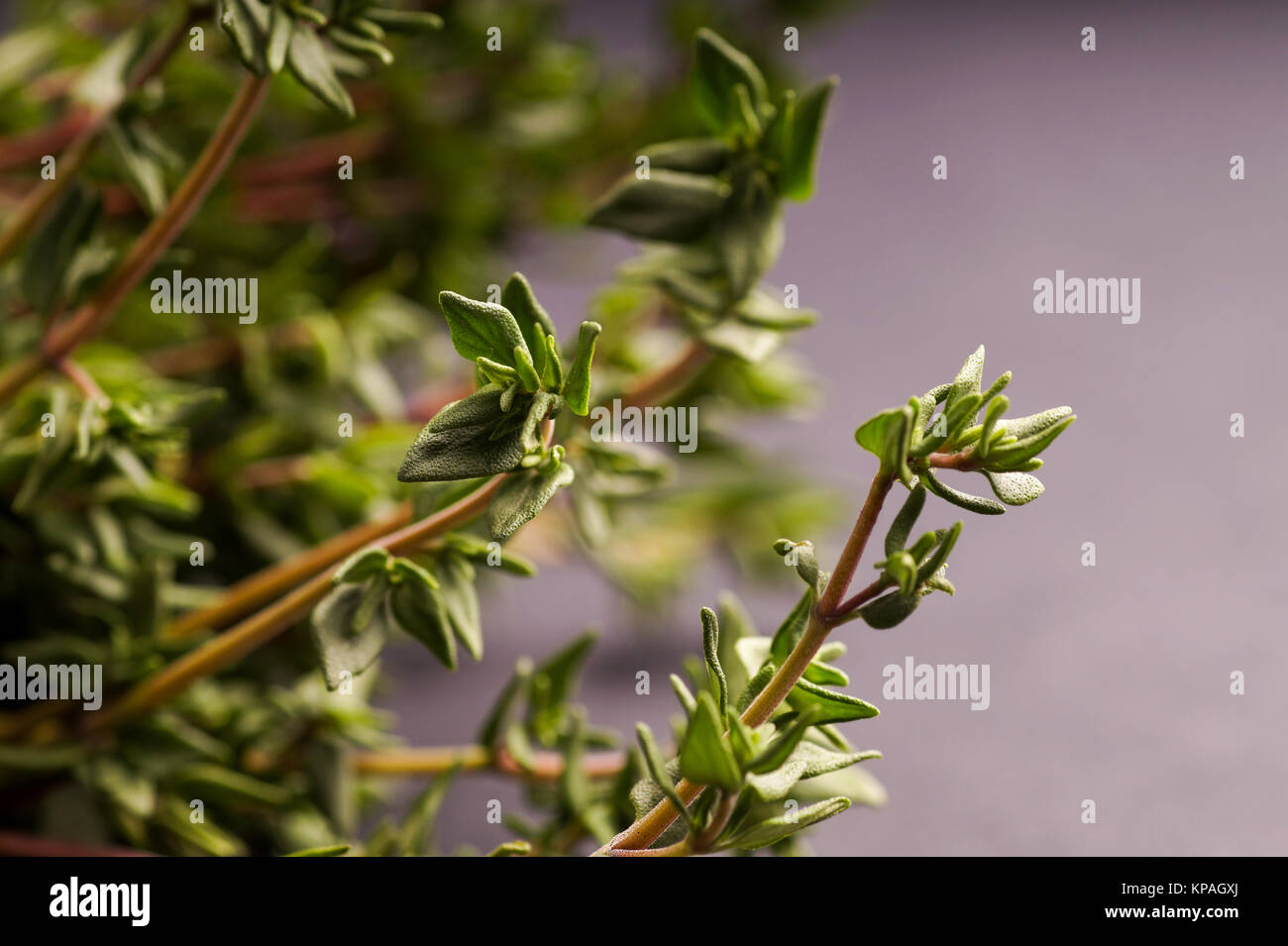 bunch of Thyme Stock Photo Alamy