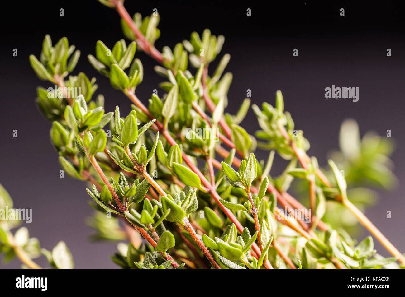 bunch of Thyme Stock Photo Alamy