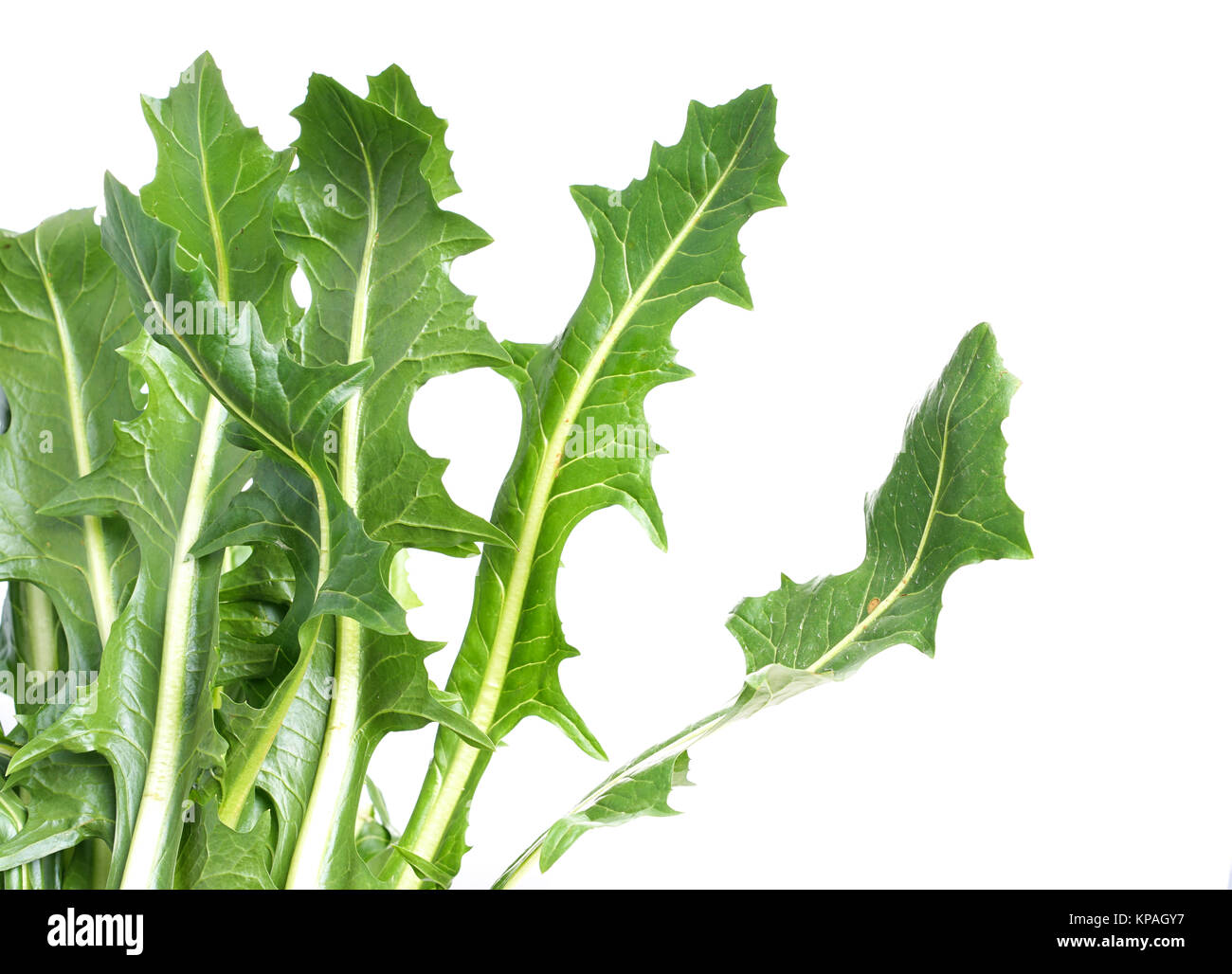edible dandelion leaves , lettuce Stock Photo Alamy
