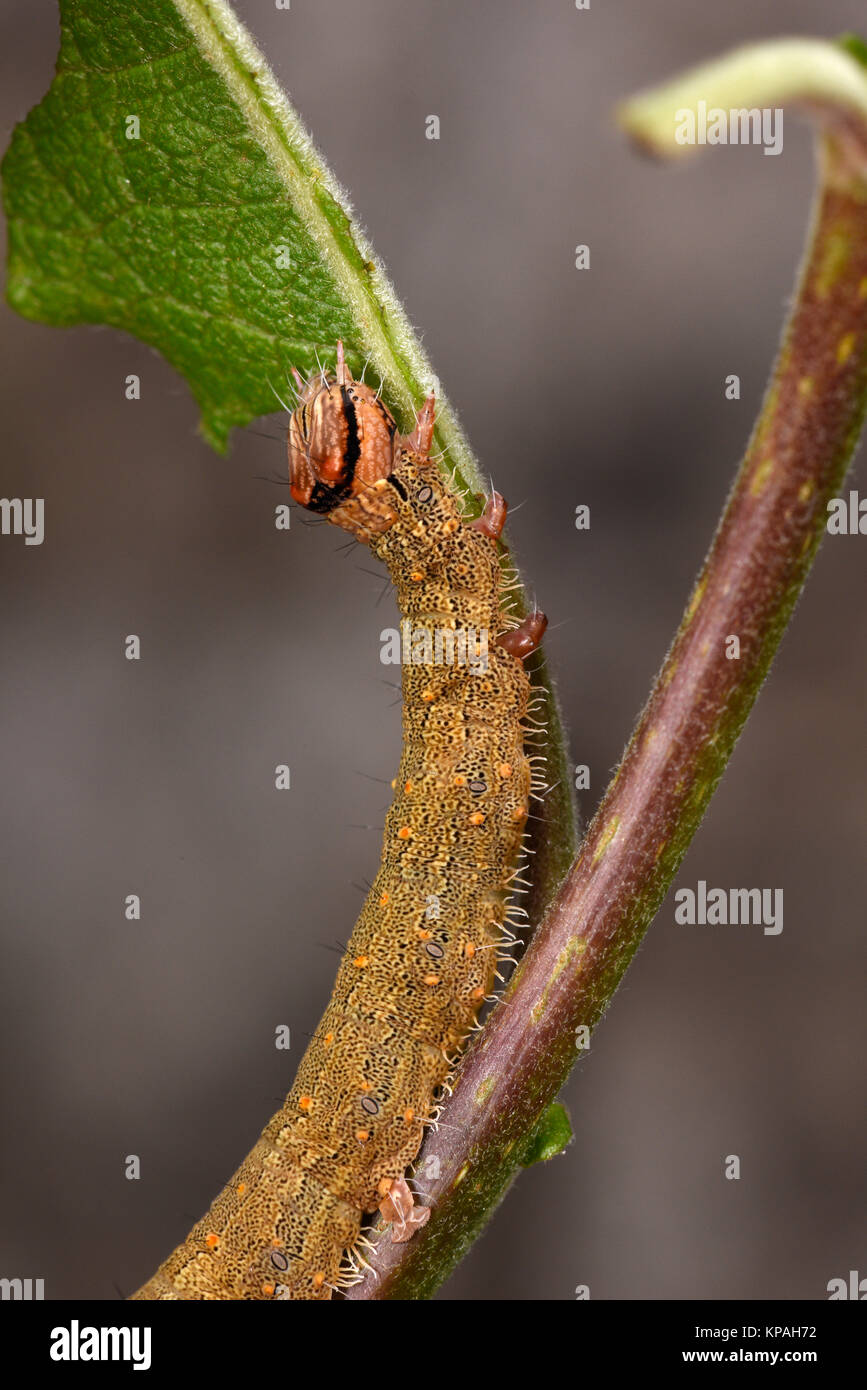 Rosy Underwing Moth (Catocala electa) full grown final instar caterpillar feeding on goat willow leaf, captive bred. Stock Photo