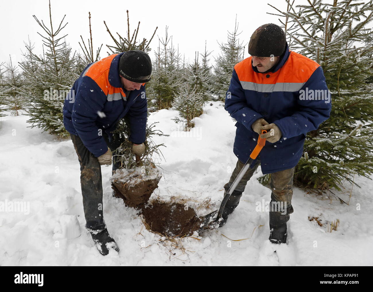 Moscow Region Russia 14th Dec 2017 Workers Dig Out A Fir Tree