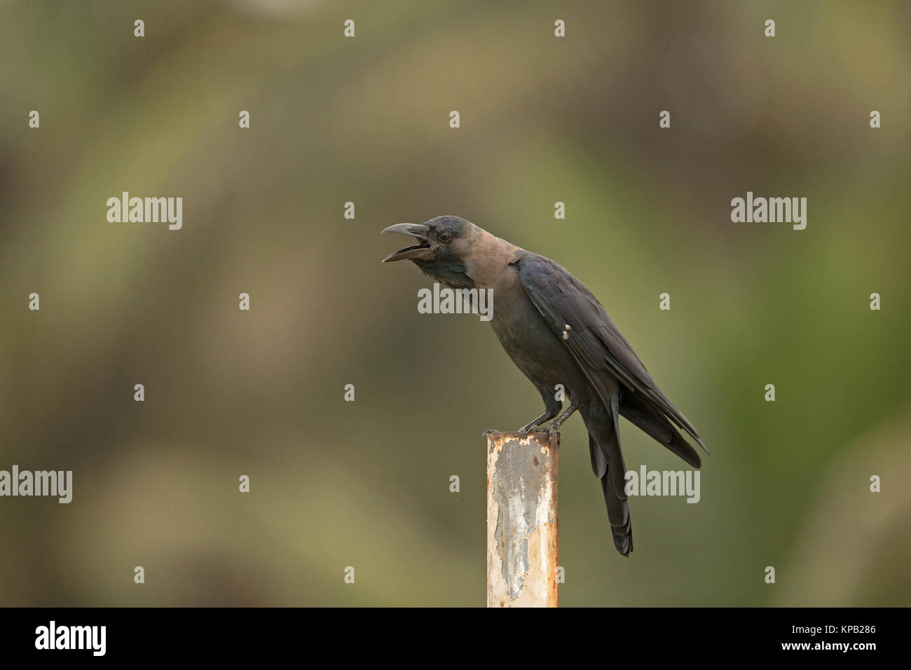 House Crow (Corvus splendens Stock Photo Alamy