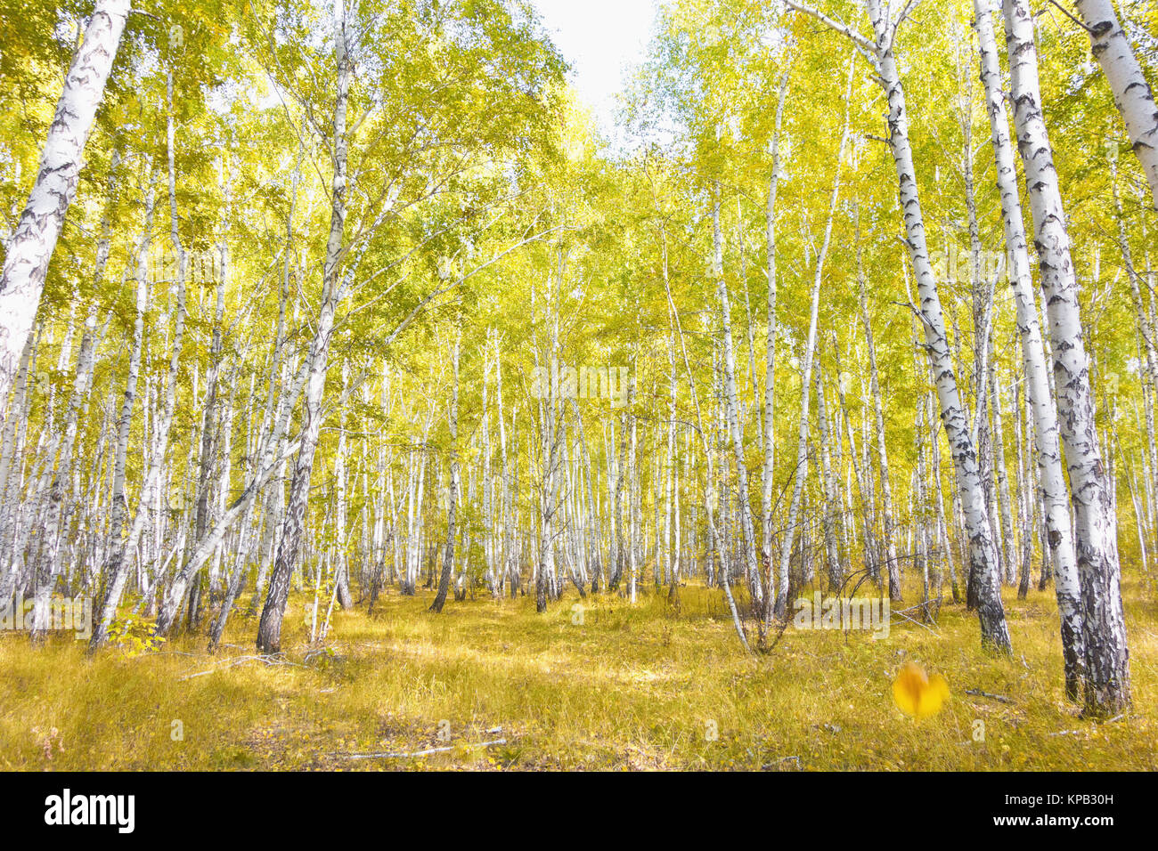 autumn birch forest Stock Photo - Alamy