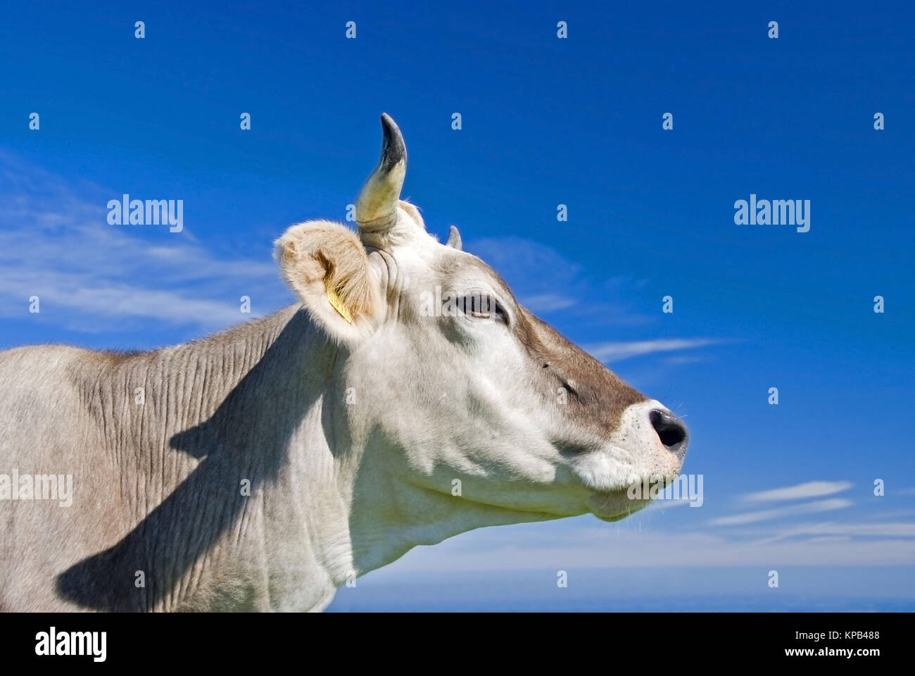 Kuh - cow Stock Photo