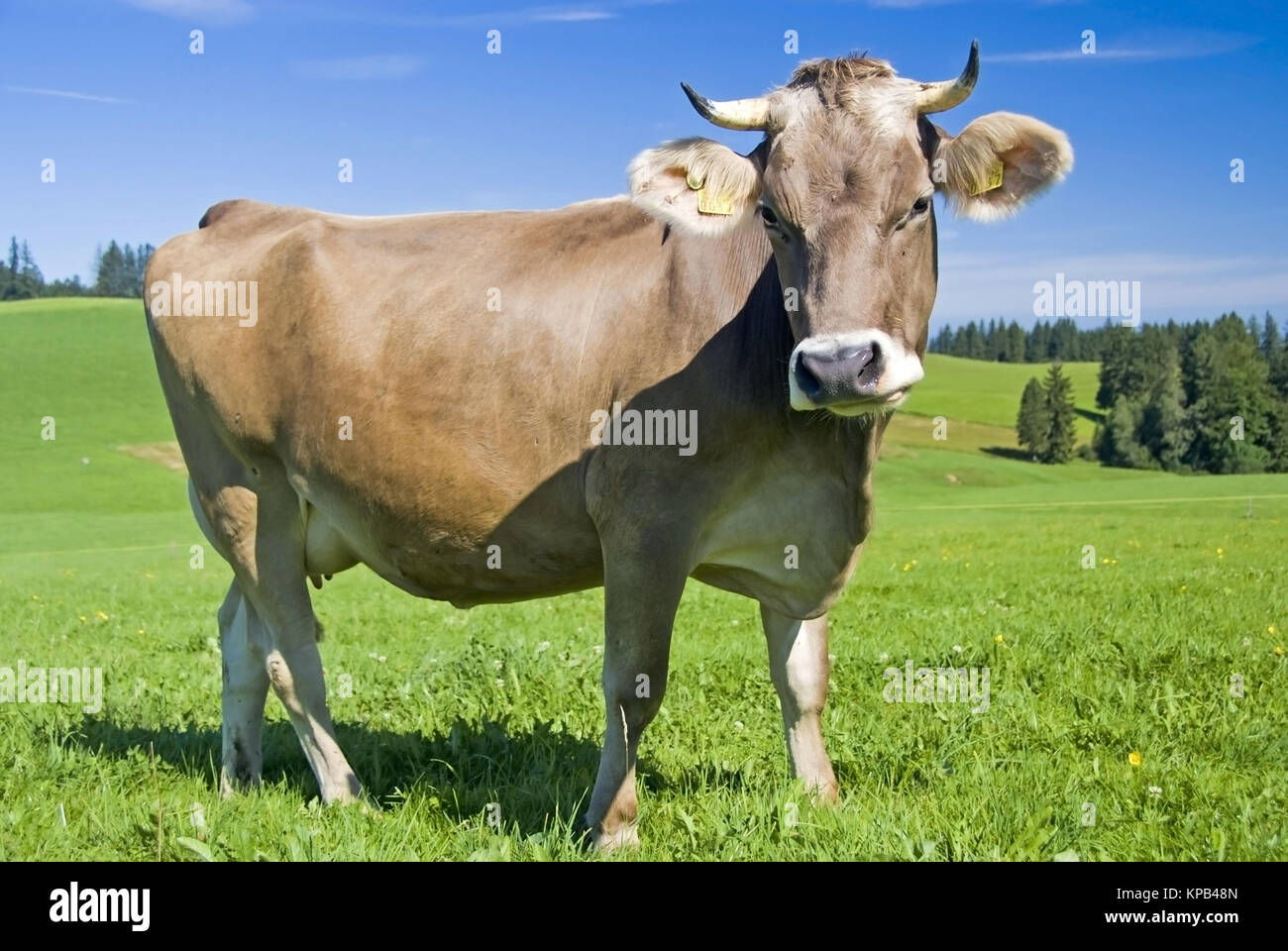 Kuh auf der Alm - cow on alp Stock Photo