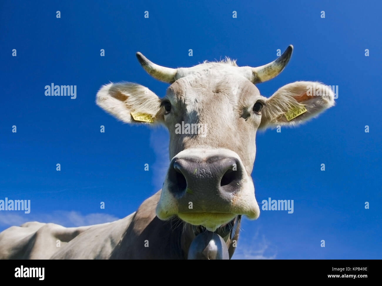 Kuh - cow Stock Photo
