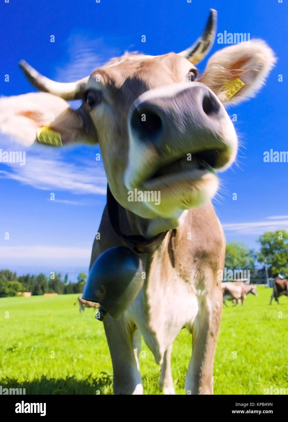 Kuh auf der Alm - cow on alp Stock Photo