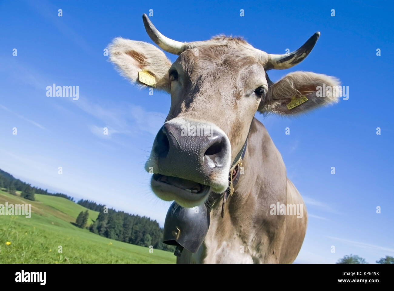 Kuh mit Kuhglocke - cow Stock Photo