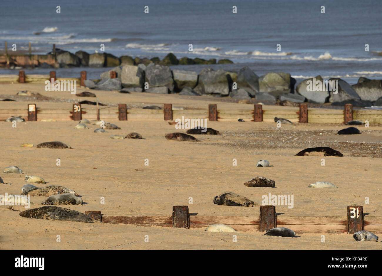 Grey seals on the beach at Horsey Gap, near Great Yarmouth, in Norfolk