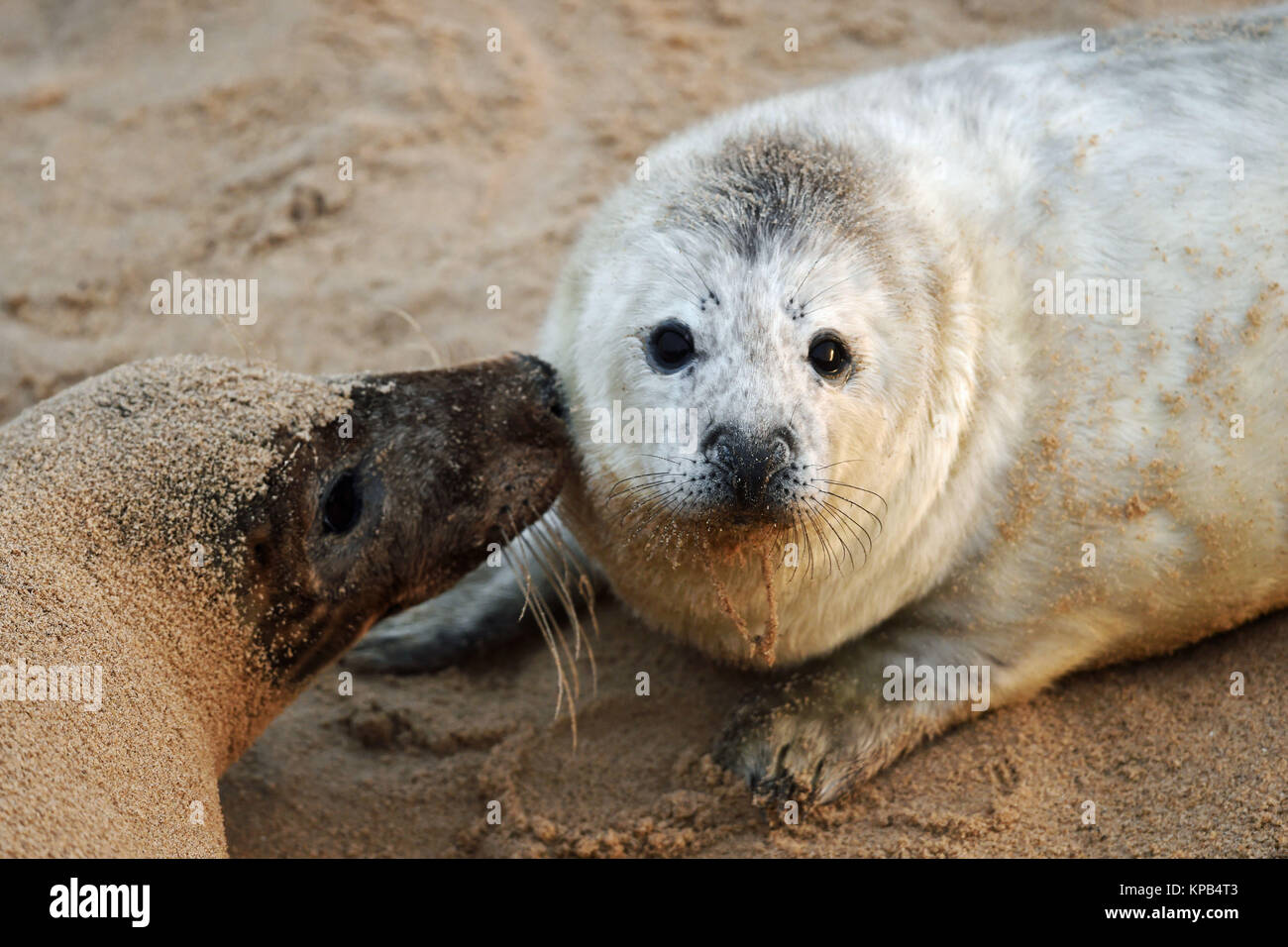 A grey seal and her pup on the beach at Horsey Gap, near Great Yarmouth