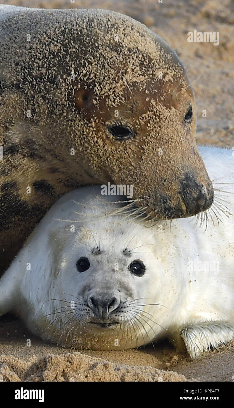 A grey seal and her pup on the beach at Horsey Gap, near Great Yarmouth