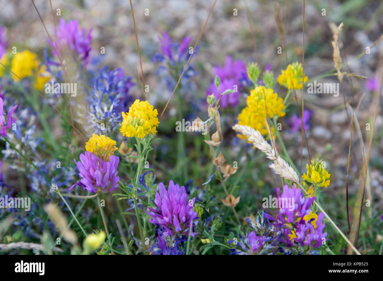 Yellow and purple field flowers Stock Photo