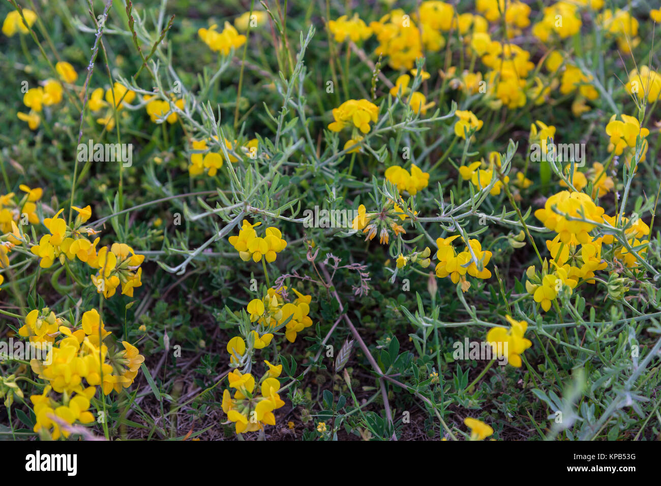 Spring wildflowers growing in a field closeup Stock Photo