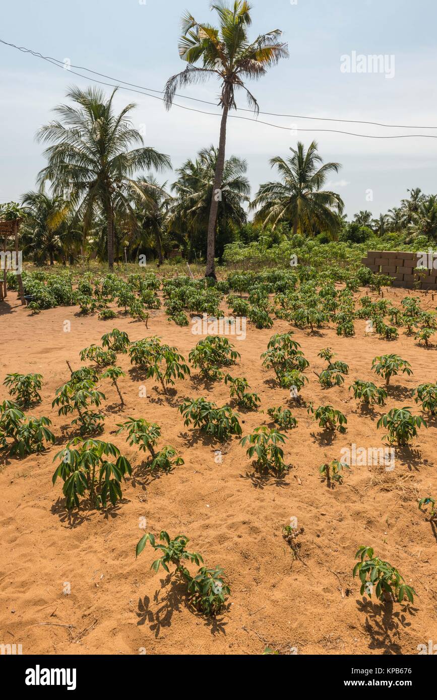 Maniok (Maniok esculenta) plants or Cassava on a sandy field, Volta
