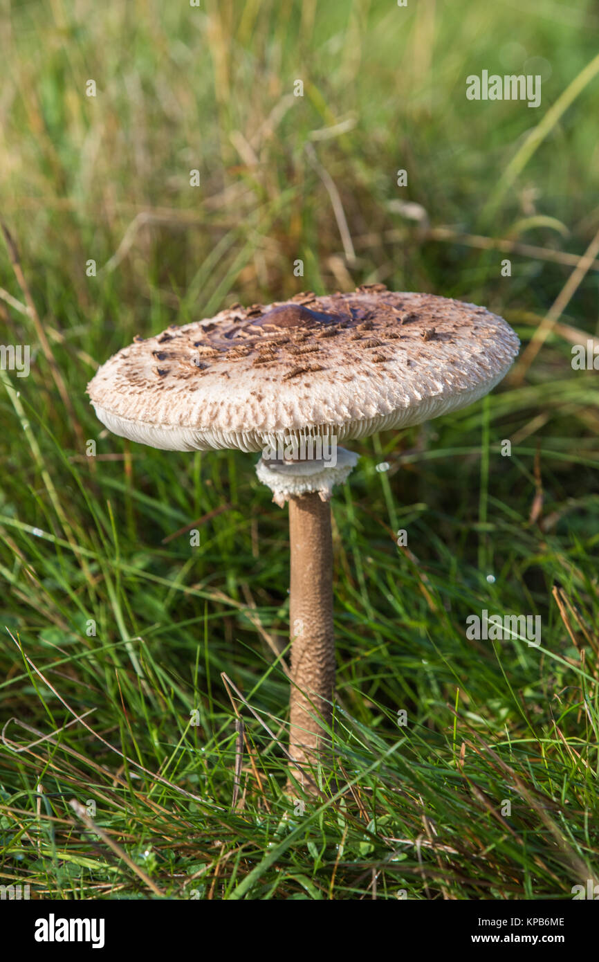 Shaggy Parasol Mushroom Stock Photo