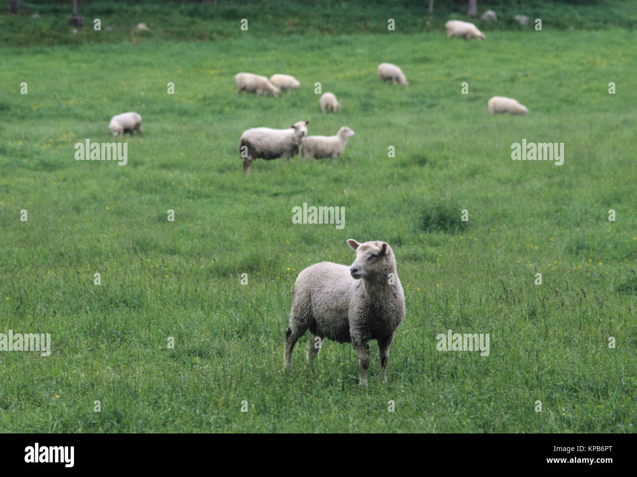 GRAZING SHEEP in summer meadow 2016 Stock Photo