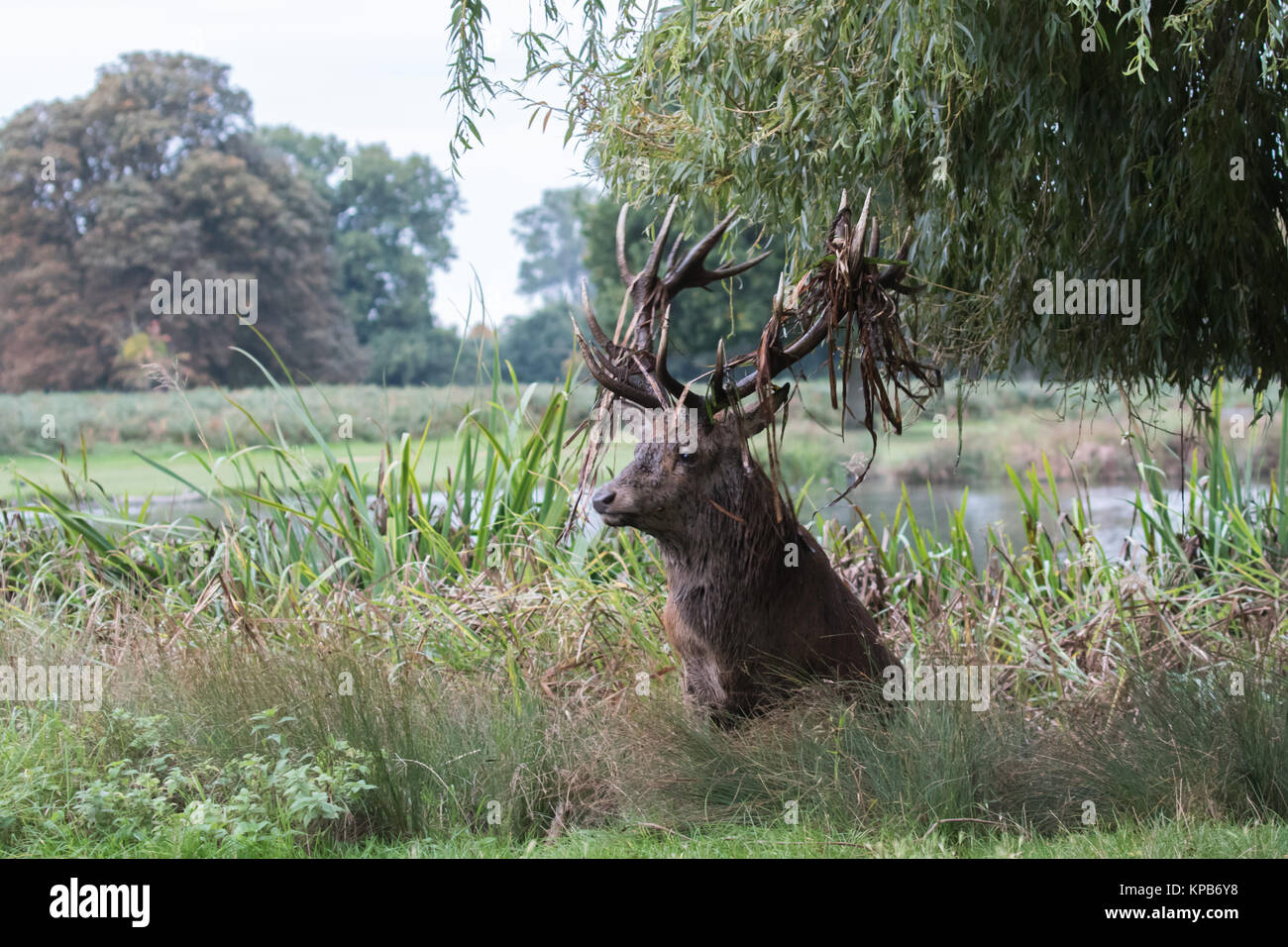 Red Deer Stag With Vegetation on Antlers Stock Photo Alamy